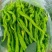 宁都高标准蔬菜大棚，精品螺丝椒37-94大量供应货源充足