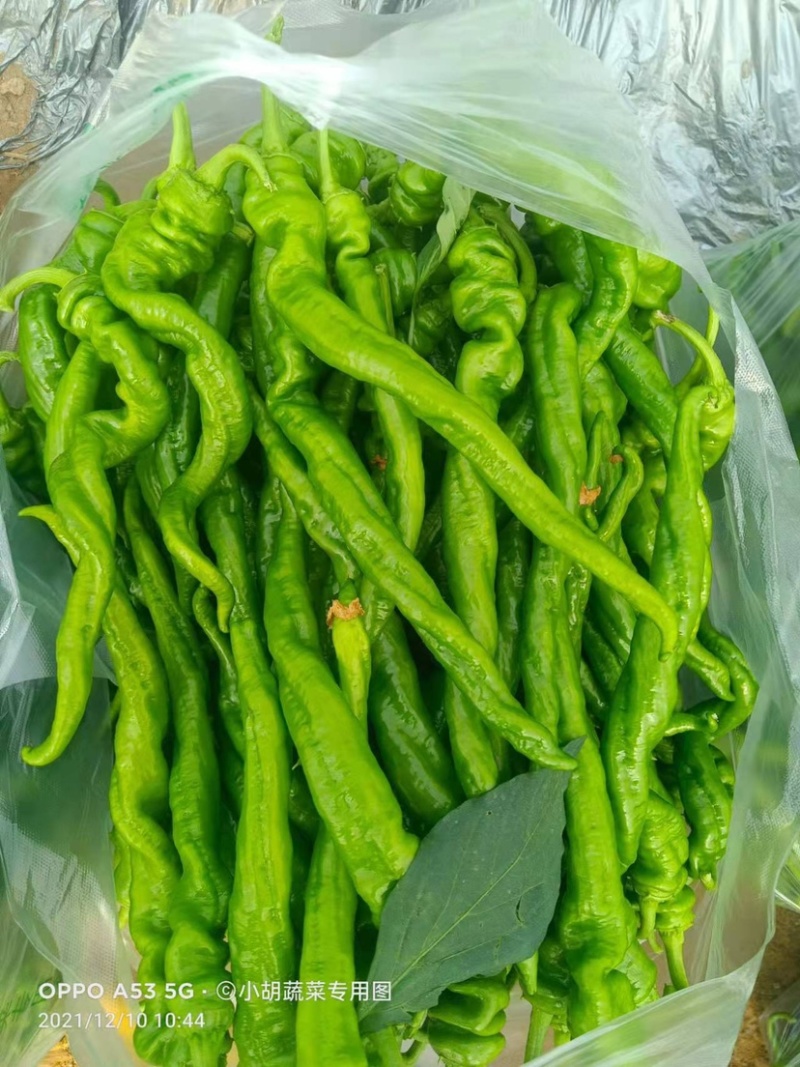 宁都高标准蔬菜大棚，精品螺丝椒37-94大量供应货源充足
