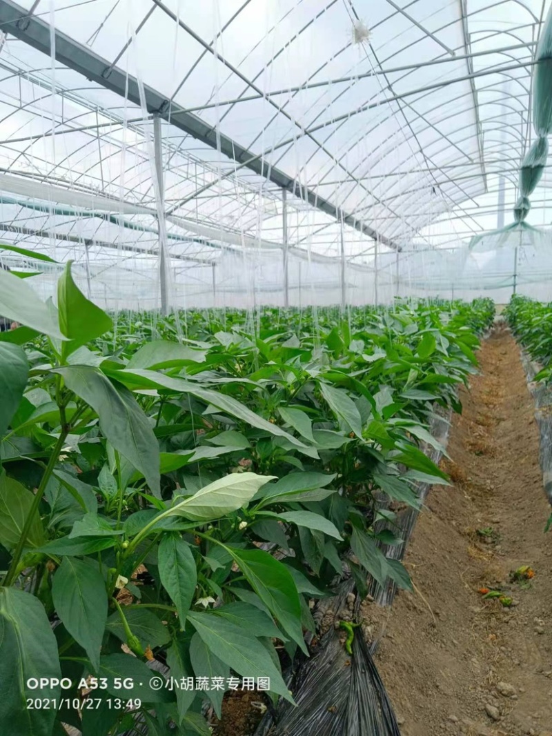 宁都高标准蔬菜大棚，精品螺丝椒37-94大量供应货源充足