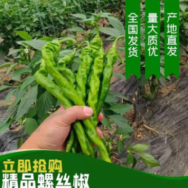 宁都高标准蔬菜大棚，精品螺丝椒37-94大量供应货源充足