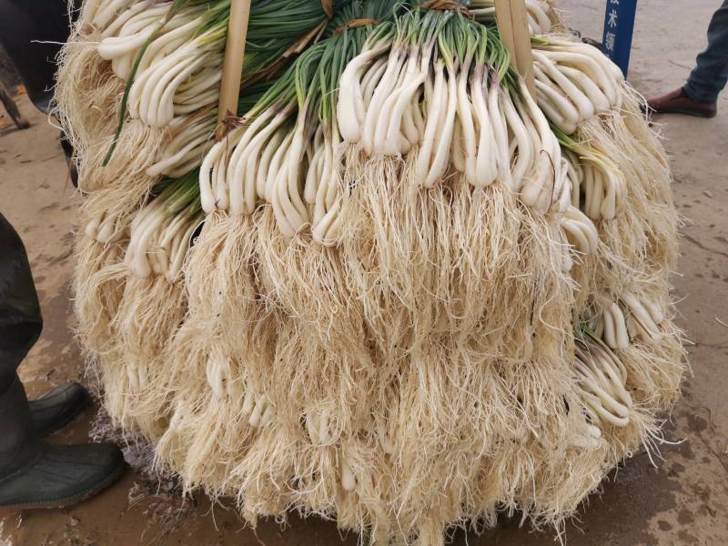 精品藠头
