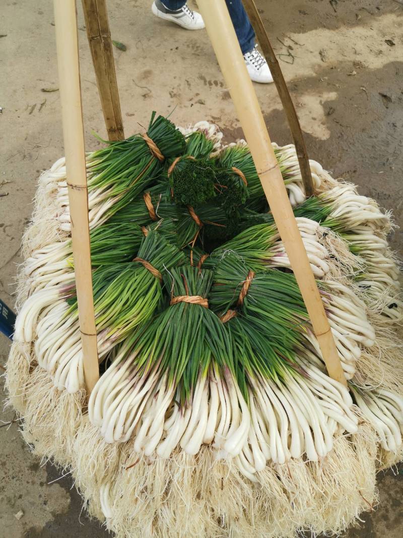 精品藠头