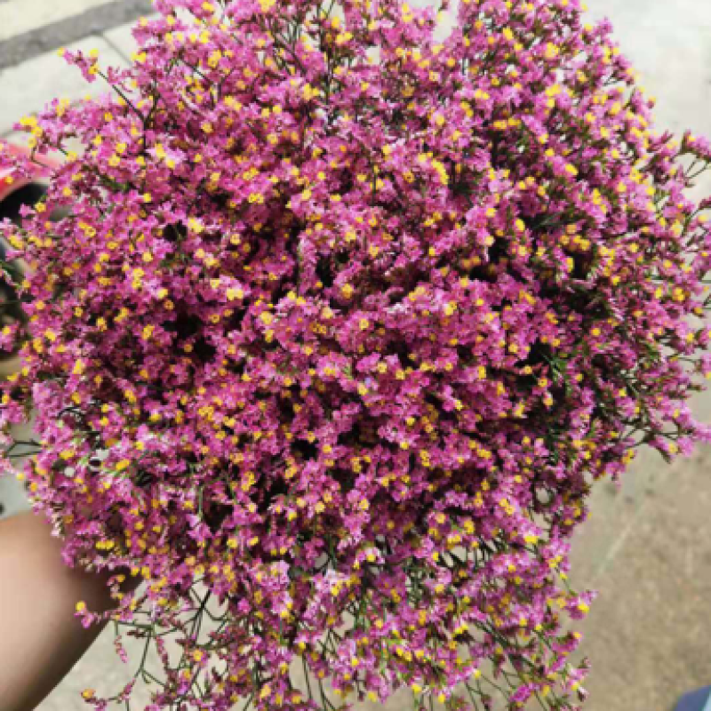 批发水晶草一斤云南鲜花直发配花配草干花鲜花批发一件代发