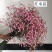 批发水晶草一斤云南鲜花直发配花配草干花鲜花批发一件代发