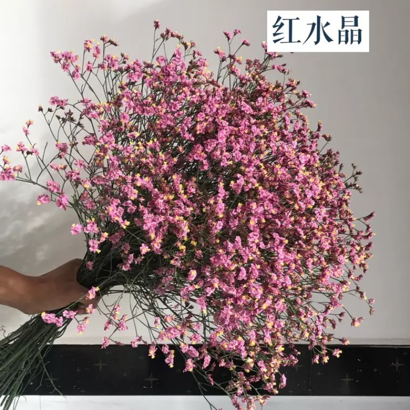 批发水晶草一斤云南鲜花直发配花配草干花鲜花批发一件代发