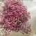 批发水晶草一斤云南鲜花直发配花配草干花鲜花批发一件代发