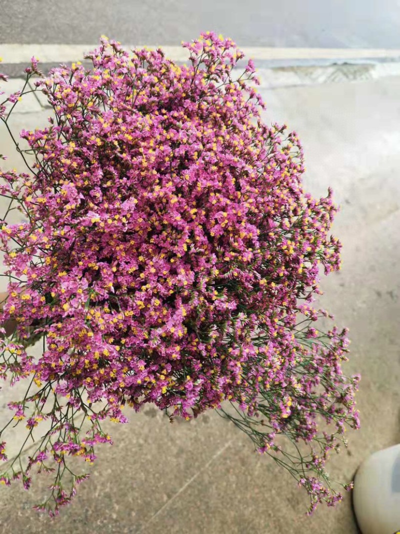 批发水晶草一斤云南鲜花直发配花配草干花鲜花批发一件代发
