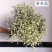 批发水晶草一斤云南鲜花直发配花配草干花鲜花批发一件代发