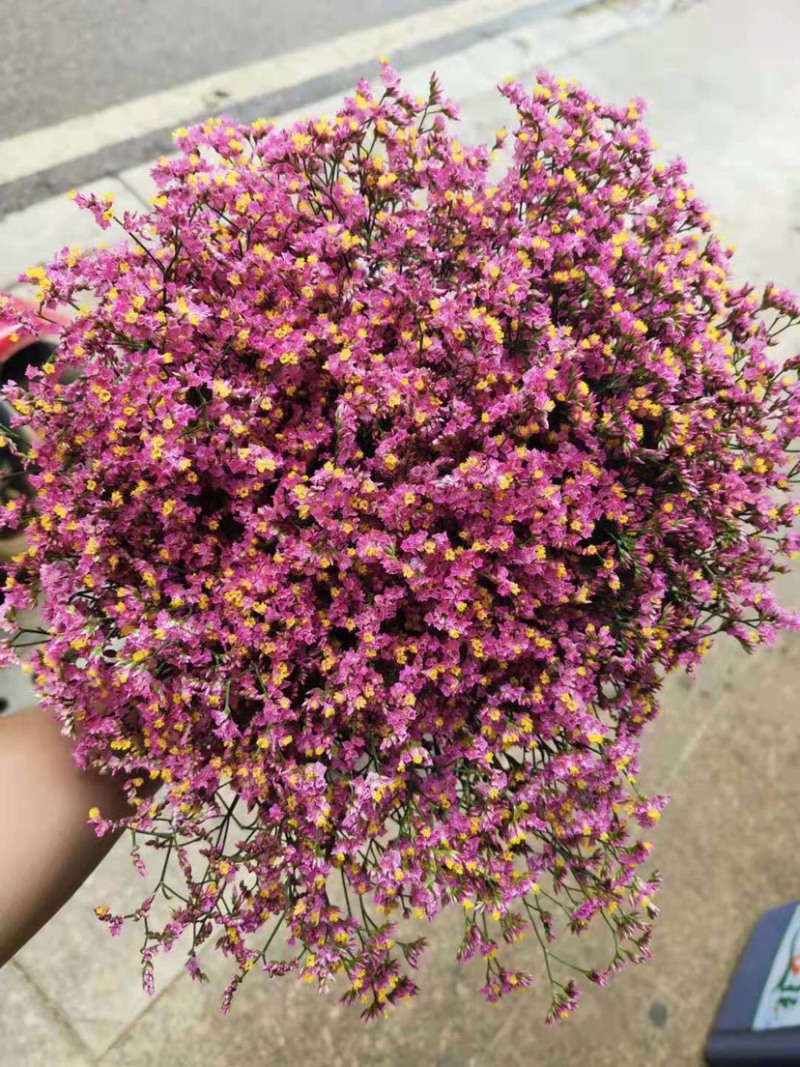 批发水晶草一斤云南鲜花直发配花配草干花鲜花批发一件代发