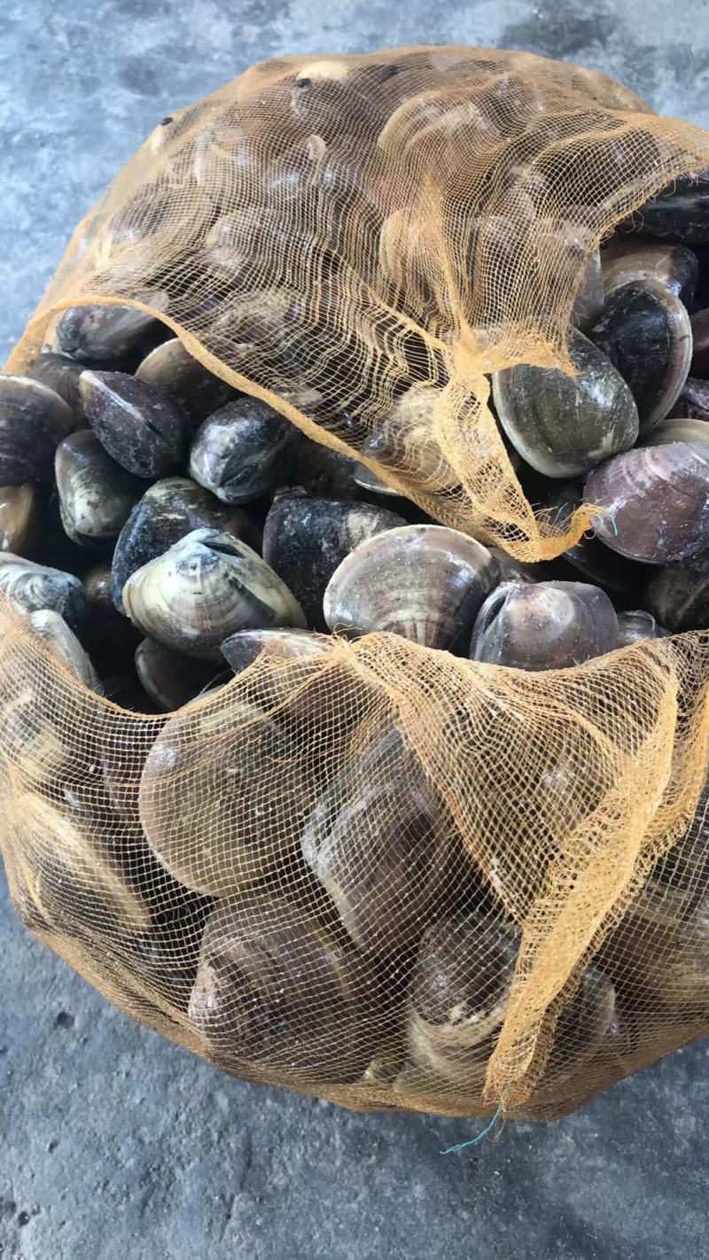 中车螺，文蛤，活力强，量大价优