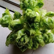 重庆基地儿菜，大量有货，价格优惠欢迎咨询