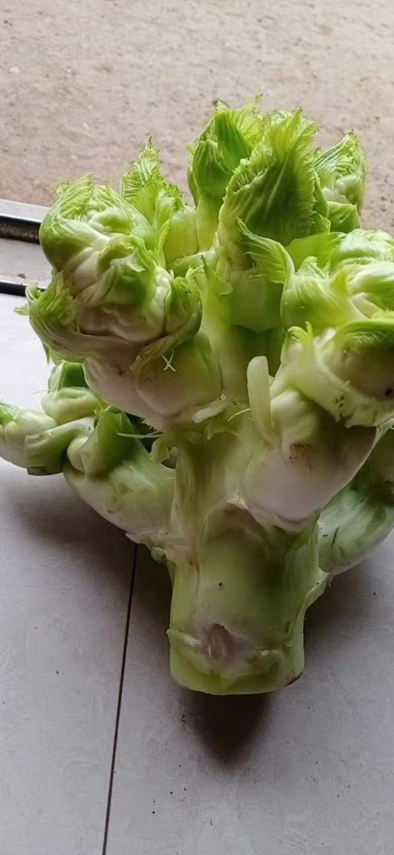 重庆基地儿菜，大量有货，价格优惠欢迎咨询