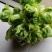 重庆基地儿菜，大量有货，价格优惠欢迎咨询
