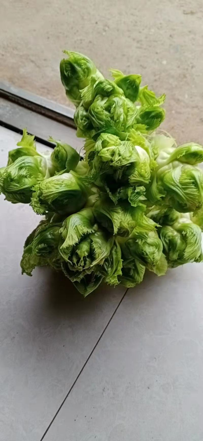 重庆基地儿菜，大量有货，价格优惠欢迎咨询