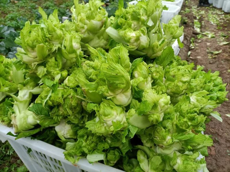 重庆基地儿菜，大量有货，价格优惠欢迎咨询