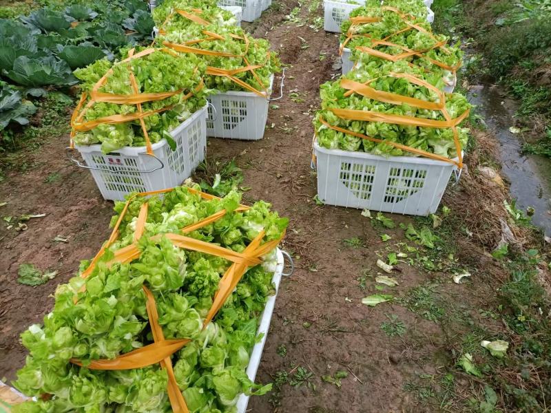 重庆基地儿菜，大量有货，价格优惠欢迎咨询