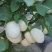 白蛋茄种子鸡蛋茄金银茄盆栽袖珍茄子口感好四季蔬菜种子
