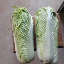 北京三号大白菜上市，净菜，欢迎需要的老板联系我