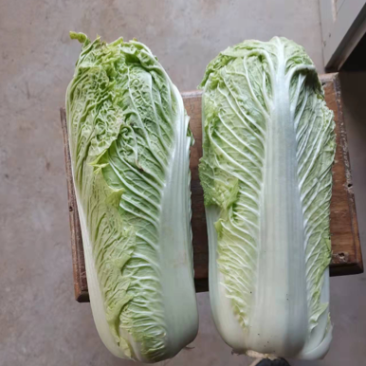 北京三号大白菜上市，净菜，欢迎需要的老板联系我