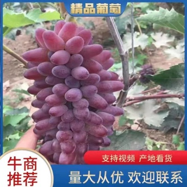 辽宁锦州冷暖棚茉莉香，着色香葡萄，产地直销，货源充足