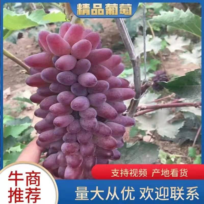 辽宁锦州冷暖棚茉莉香，着色香葡萄，产地直销，货源充足