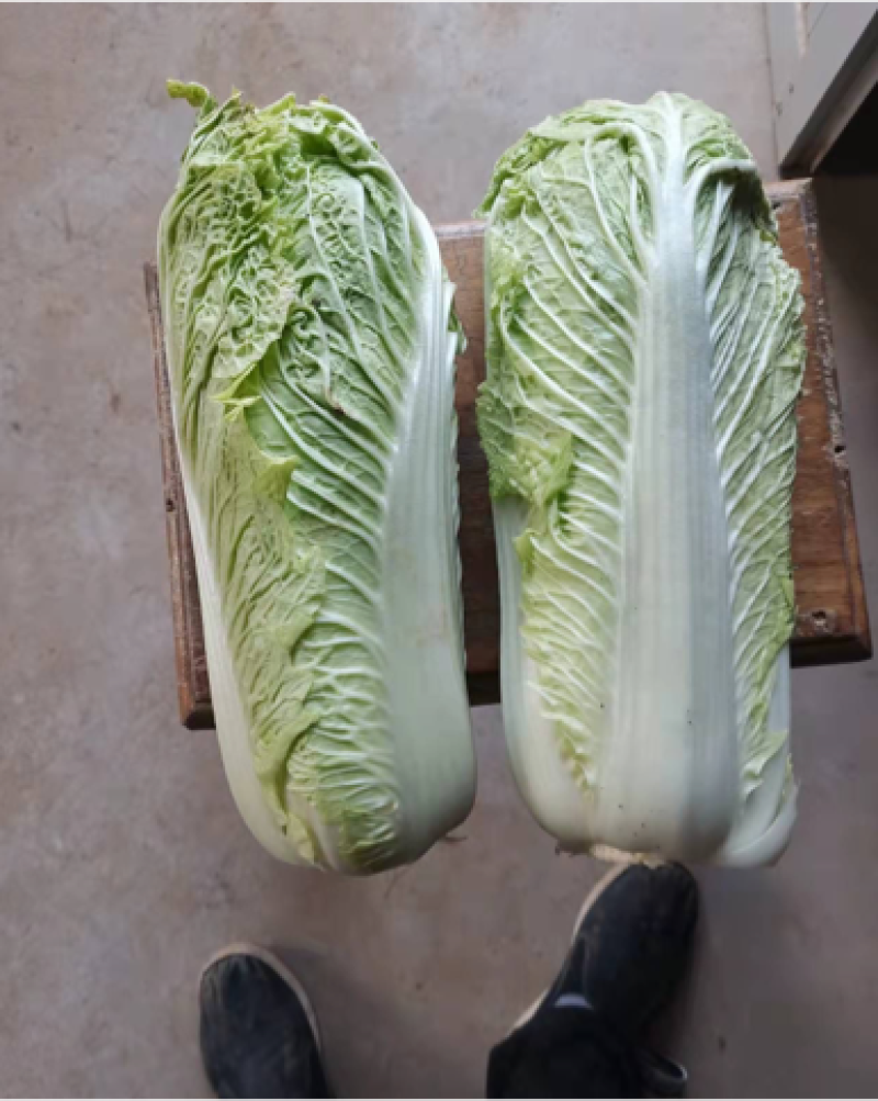 北京三号大白菜上市，净菜，欢迎需要的老板联系我