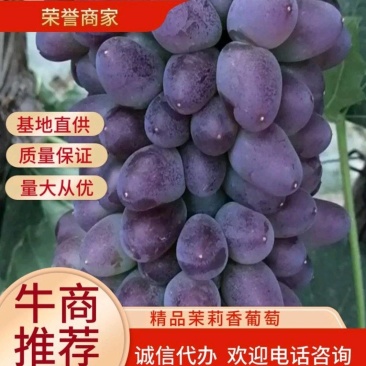 辽宁北镇地区精品着色香，茉莉香葡萄，大量上市，货源充足