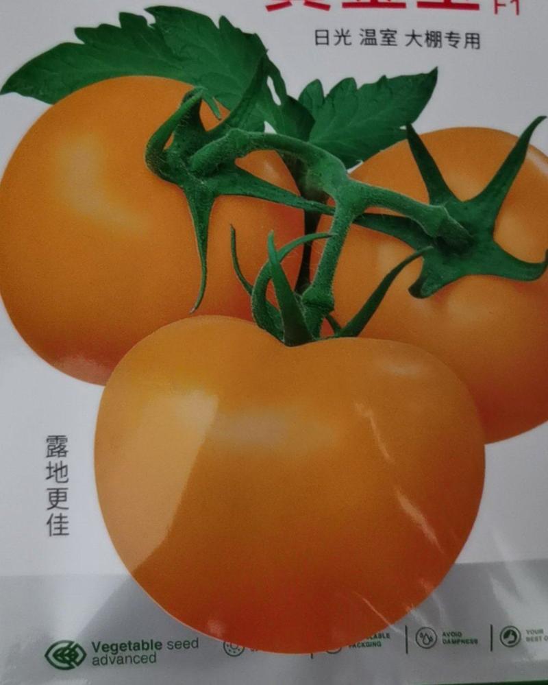 黄金玉番茄种子黄大西红柿种子不裂果水果番茄大果早熟沙瓤