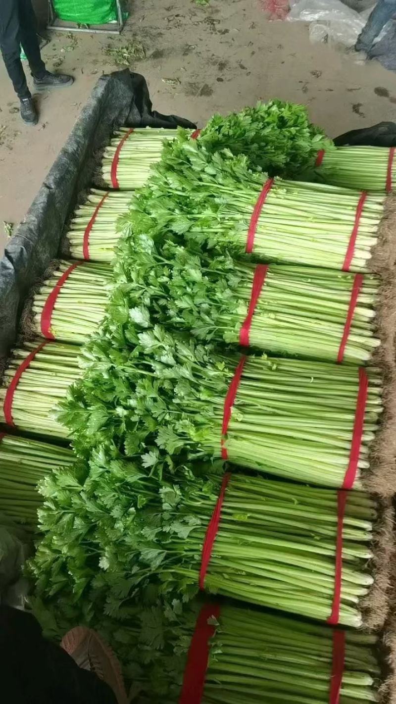 芹菜小香芹玻璃脆大量上市质量很好价格不高需要的联系