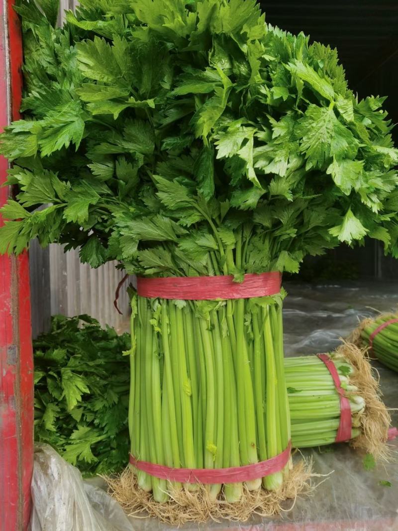 芹菜小香芹玻璃脆大量上市质量很好价格不高需要的联系