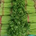 芹菜小香芹玻璃脆大量上市质量很好价格不高需要的联系