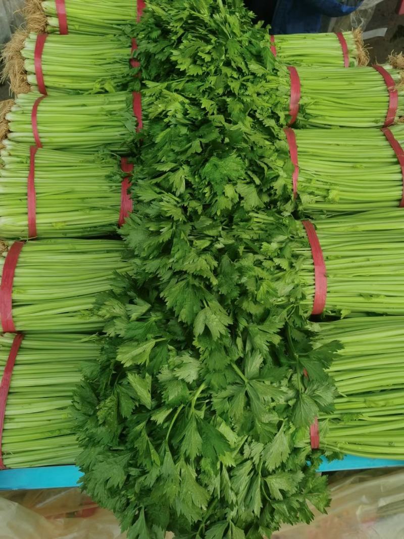 芹菜小香芹玻璃脆大量上市质量很好价格不高需要的联系