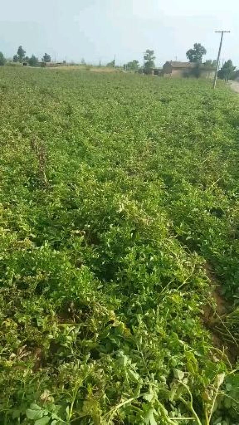 万亩土豆基地外包，欢迎有实力的老板商谈。