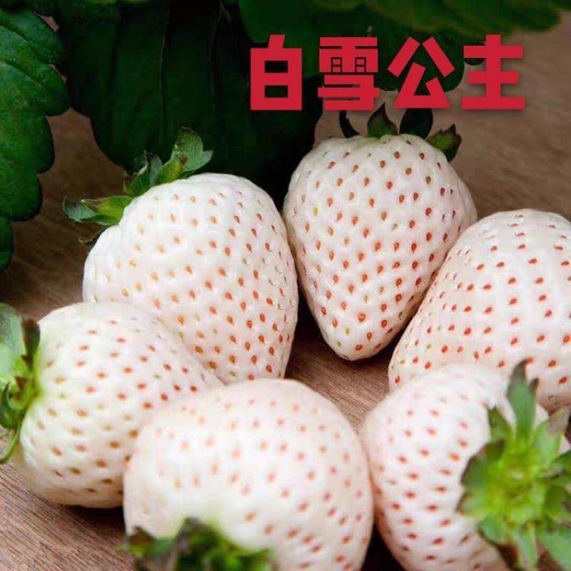 新品种白雪公主草莓苗基地培育包成活死苗免费补发包邮