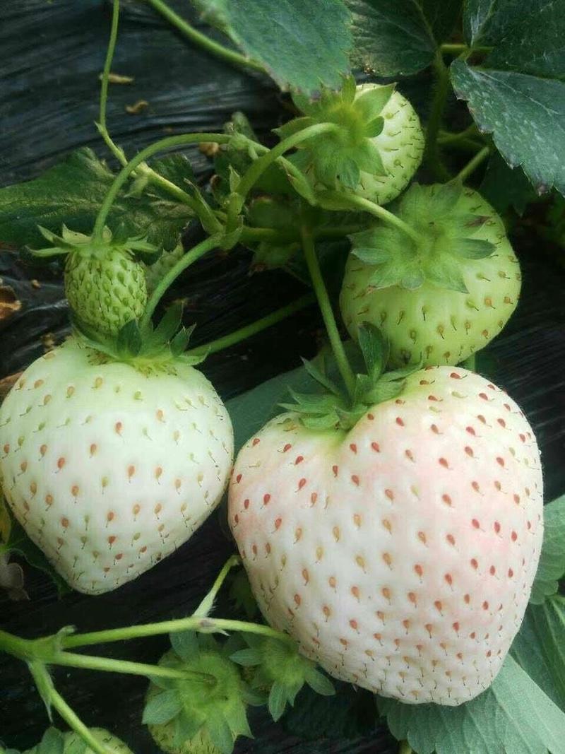 新品种白雪公主草莓苗基地培育包成活死苗免费补发包邮
