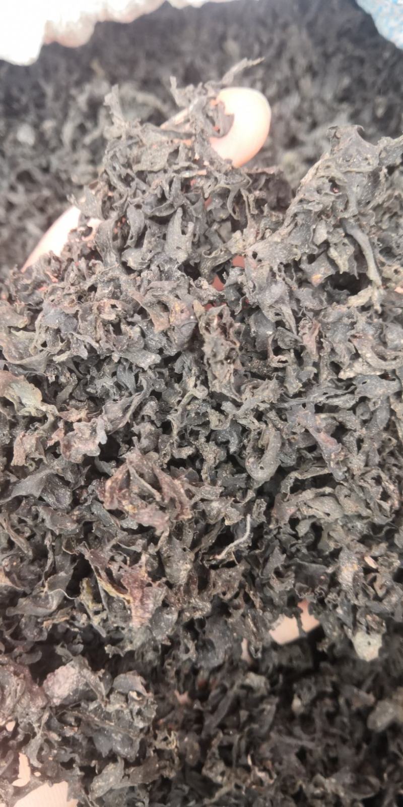 免洗无杂质地皮菜