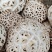 大家好我是泌阳胡琴、购买特产找我、鲜花菇、干花菇各种规格