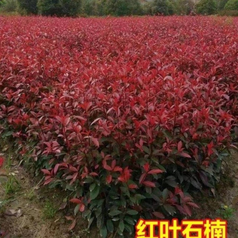 【推荐】红叶石楠，自家红叶石楠小苗大量有货价格优惠