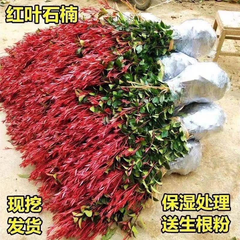 【推荐】红叶石楠，自家红叶石楠小苗大量有货价格优惠