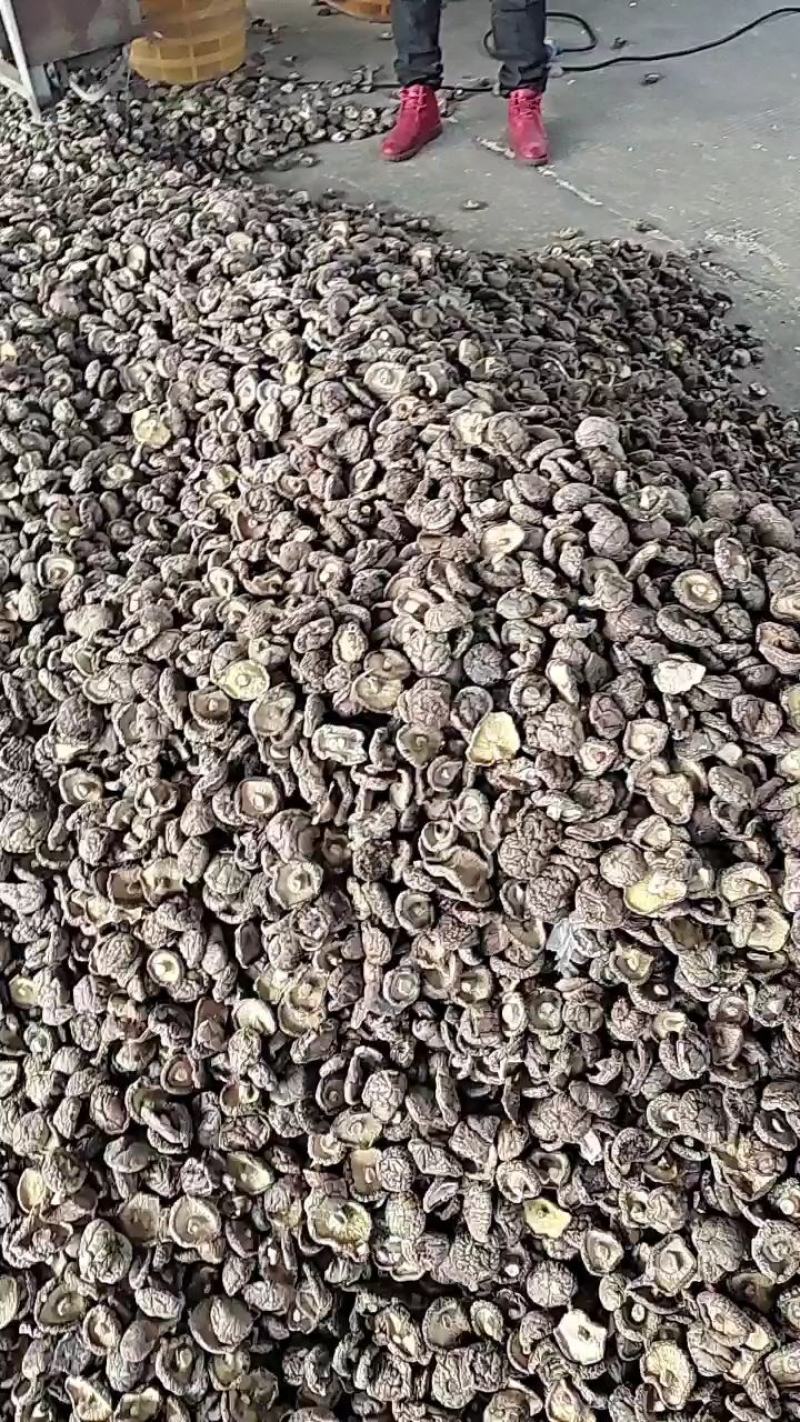 大家好我是泌阳胡琴、购买特产找我、鲜花菇、干花菇各种规格