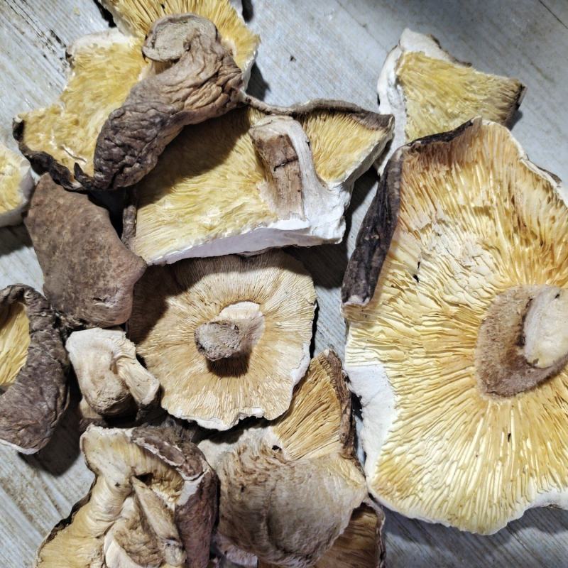 大家好我是泌阳胡琴、购买特产找我、鲜花菇、干花菇各种规格