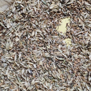 碎小麦，杂粮颗粒，现货供应，价格不高，全国可发！