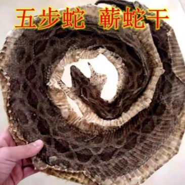 中药材蕲蛇八步蛇整条大蕲蛇干500克
