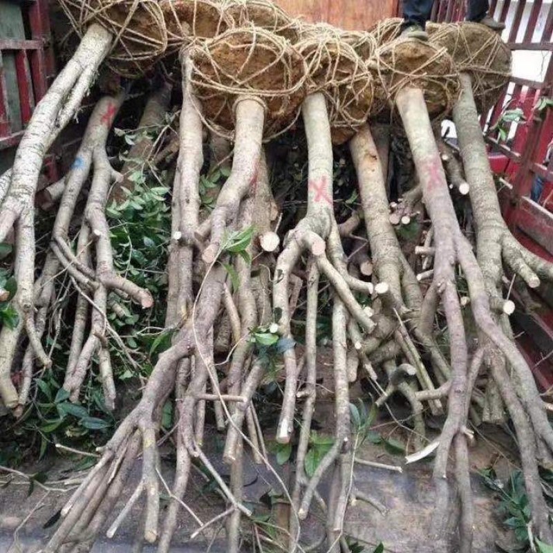 自家基地有各种征地10-18的桂花低价处理