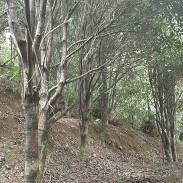 自家基地有各种征地10-18的桂花低价处理