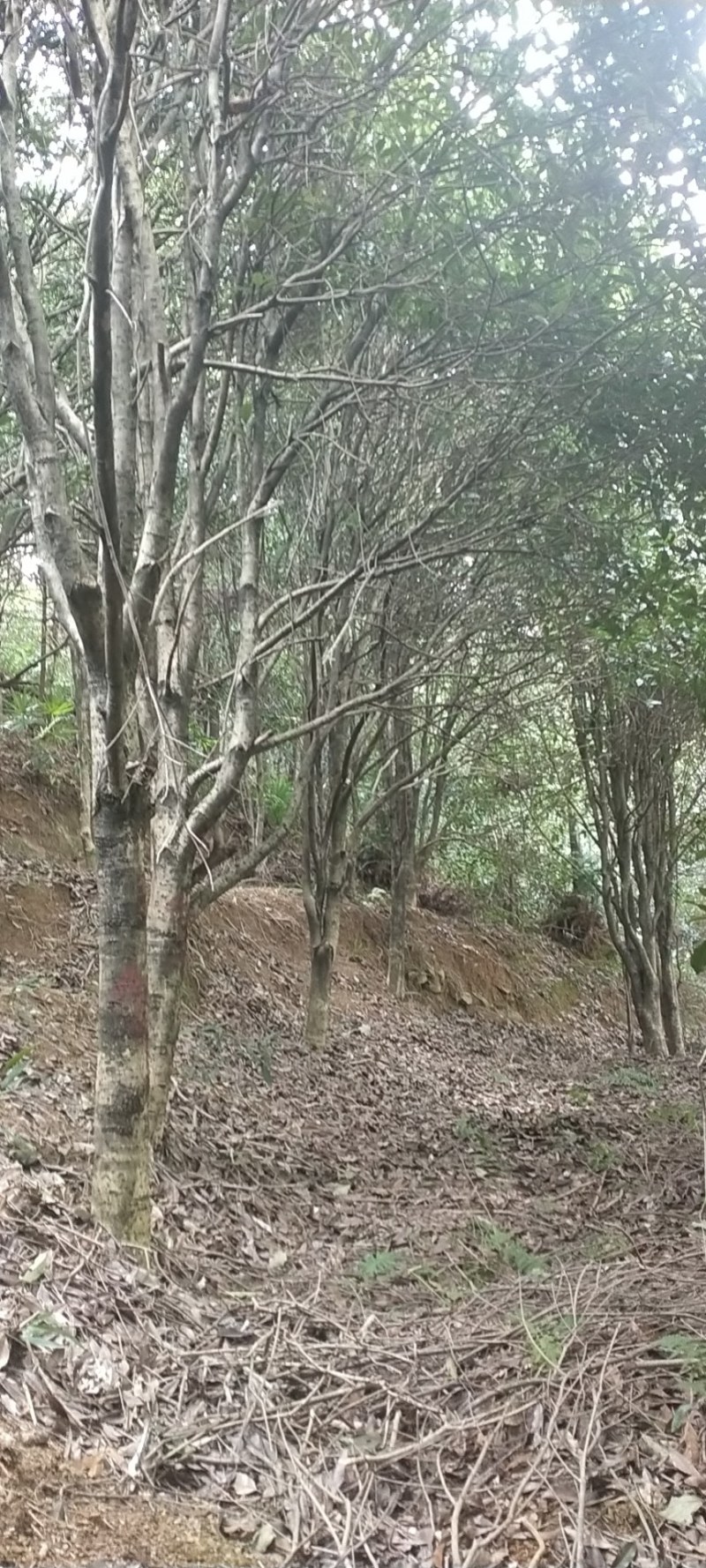 自家基地有各种征地10-18的桂花低价处理