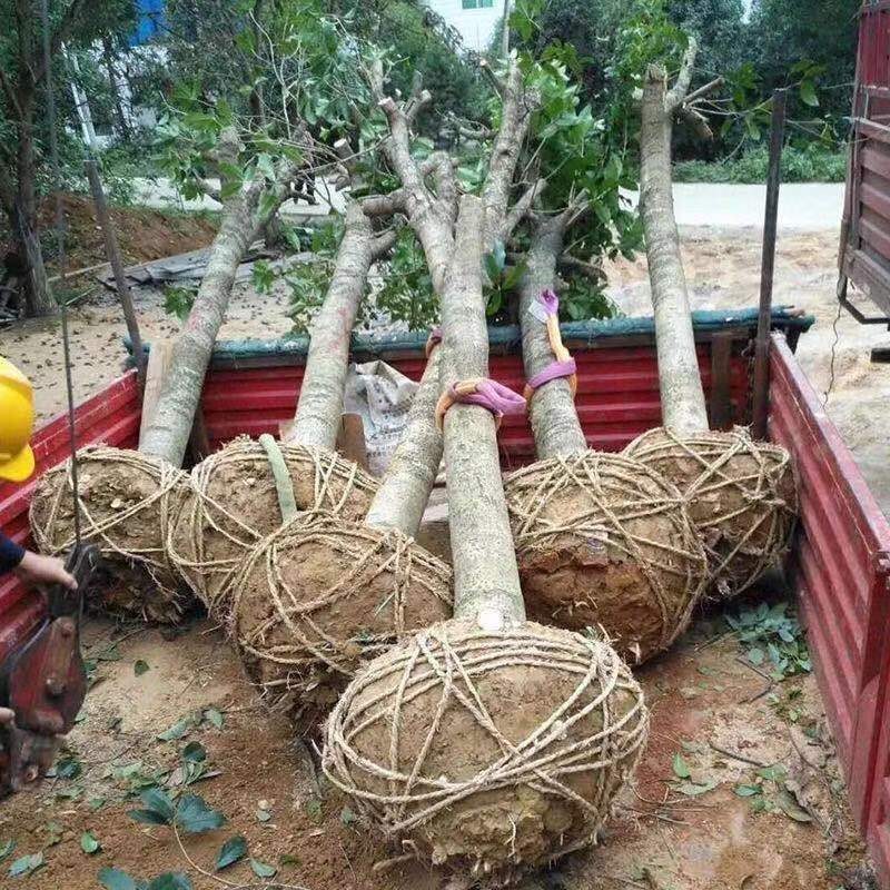 自家基地有各种征地10-18的桂花低价处理