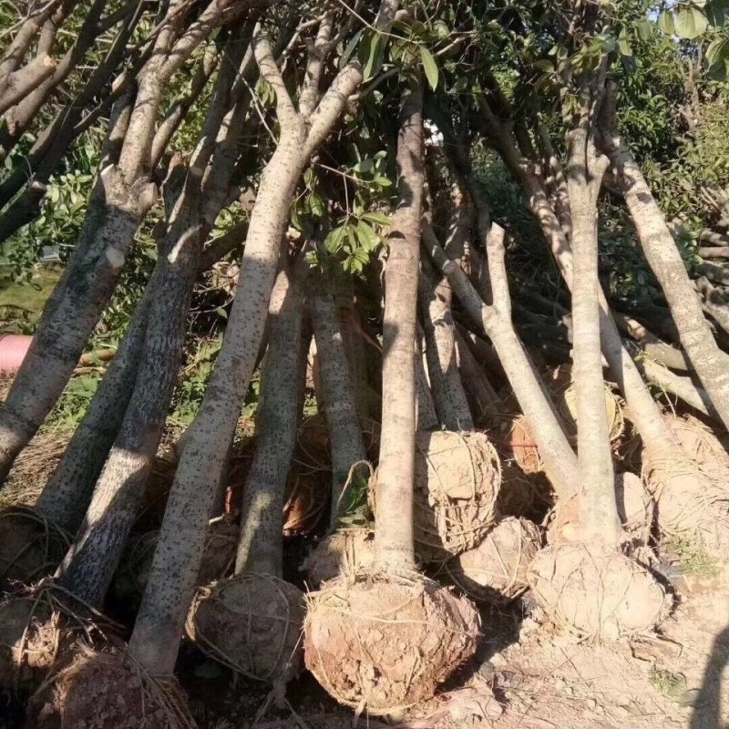 自家基地有各种征地10-18的桂花低价处理