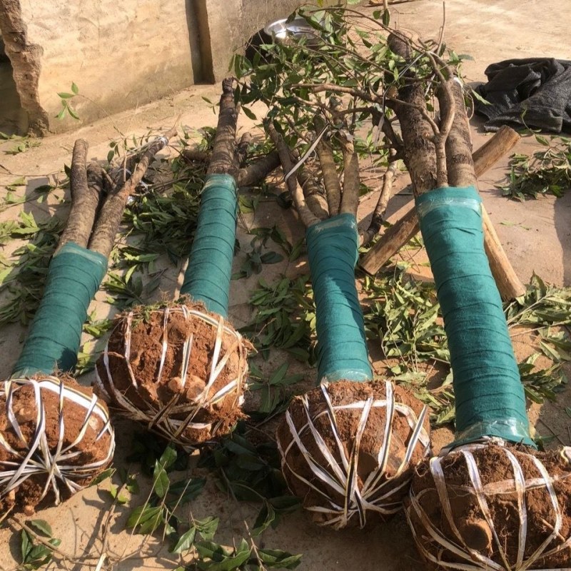 自家基地有各种征地10-18的桂花低价处理