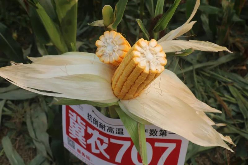 冀农707玉米种子耐旱抗高温粗一圈不秃尖大穗丰产